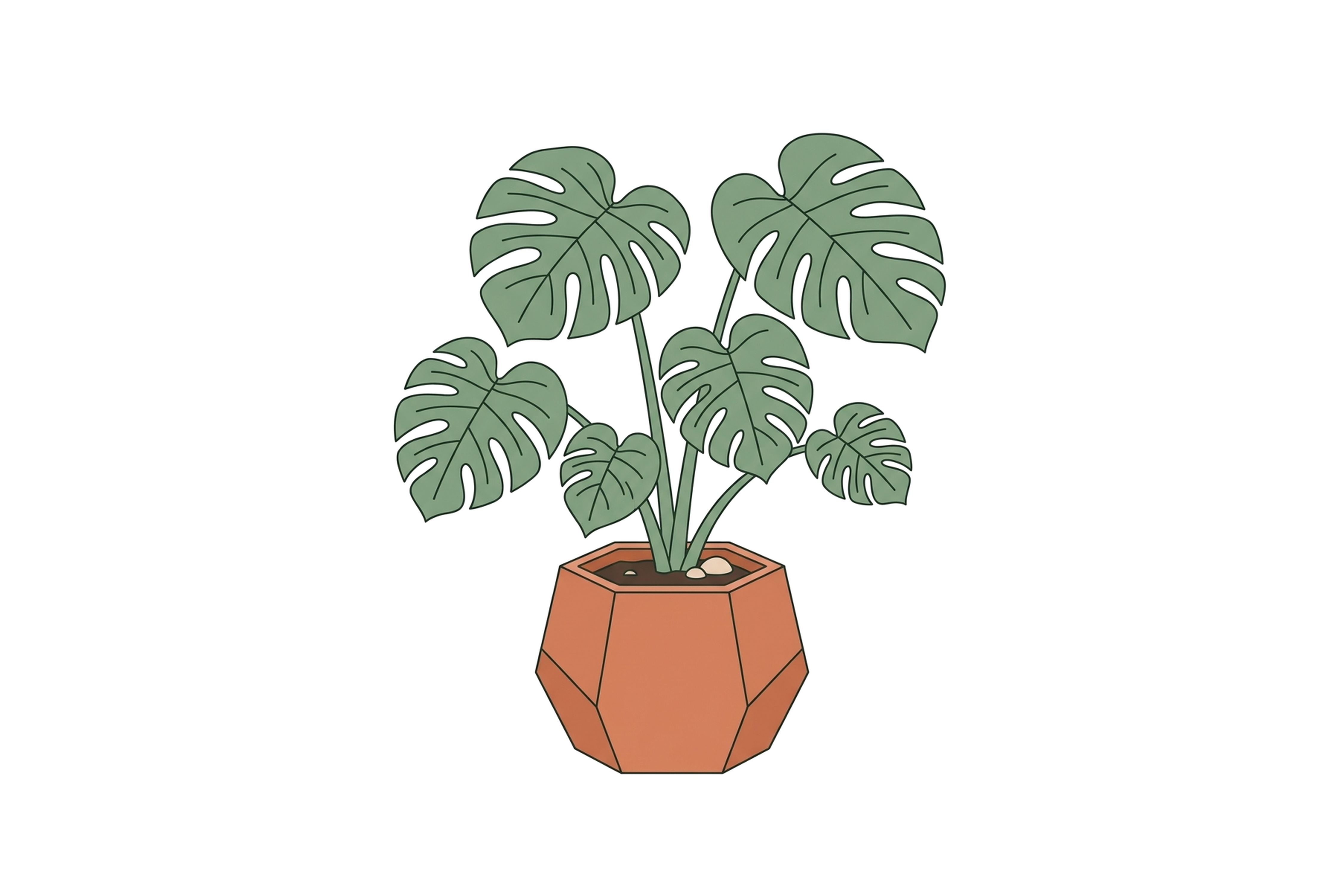 Monstera Deliciosa Botanical Specimen